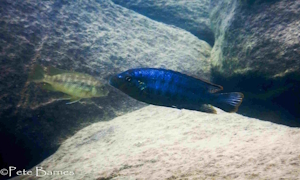 Pseudotropheus brevis